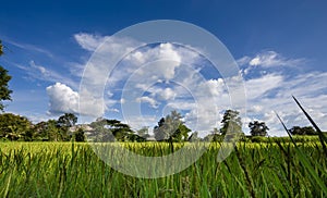 Agricultural plots landscape photo